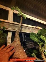 Image result for Phyllanthus beillei