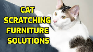 Spot test the vinegar spray on fabrics before applying to be sure that the vinegar does not bleach or stain couches, carpet, drapes or other upholstery. How To Stop Cats From Scratching Leather Furniture A Complete Guide