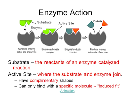 2 4 Chemical Reactions And Enzymes Ppt Video Online Download