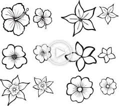 Illustrations Of Six Tropical Flowers Also Available In Full Color Tattoo Ideen Color Flowers Fu Flower Drawing Tropical Flower Tattoos Flower Sketches
