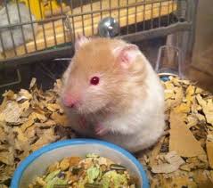 Syrian Hamster Care Facts Colors Life Span Shorthair