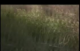 Ashley jane porno, flashing voyeur for free! Ts Jane Marie Blowjob Porn Videos Page 9 Biguz Net