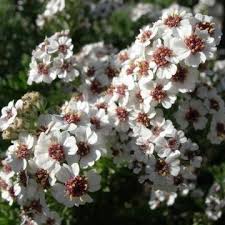 Image result for Eriocephalus racemosus