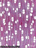 Image result for Casearia gladiiformis