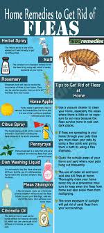 Remedies To Get Rid Of Fleas Home Remedies For Fleas Flea Remedies Pet Remedies