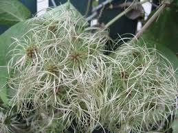 Image result for Clematis commutata