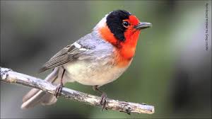 Birds Of A Feather Song Red Faced Warbler Song Love His Song Pajaros Aves