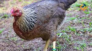 8 Ayam Termahal Di Dunia Youtube