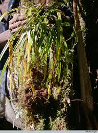 Image result for Liparis harketii