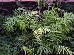 Image result for Stenochlaena