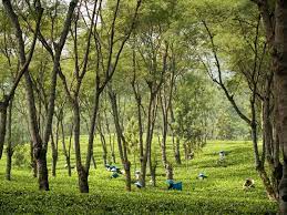 We did not find results for: Lokasi Dan Harga Tiket Masuk Kebun Teh Wonosari Lawang Malang Serunya Ngeteh Di Padang Hijau Daka Tour