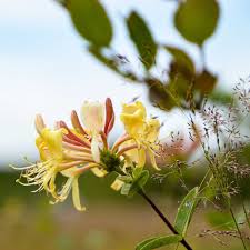 Image result for Honeysuckle 1972 Austin