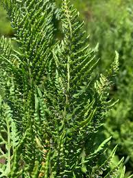 Image result for Dryopteris athamantica