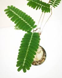 Image result for Elephantorrhiza elephantina