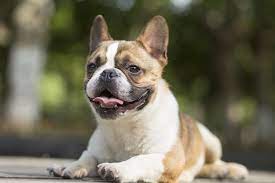 We did not find results for: Floppy French Bulldog Ears Will They Ever Stand Up The Bulldog Blog