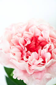 Pin On Flower Background