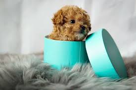 Kennel, dog food, leash, collar, 3 toys, shampoo, cologne, nature's miracle, dog dishes, comb, potty training bells, dog bandana, and a rope bone. Teacup Teddy Bear Poodle Puppies Teacup Puppies Poodle Puppies For Sale Online Good Puppies For Home Text 15712798963 Poodl Teacup Puppies Puppies Poodle Puppy