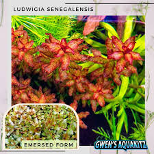 Image result for Ludwigia senegalensis