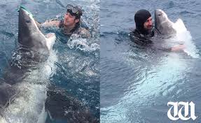 This article focuses on the interactions between izzy and owen. Scary Photo Of Diver Pushing Huge Shark In The Nose Is Real But There S A Catch Men S Journal
