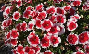 Petunia Extravaganza Greenhouse Product News
