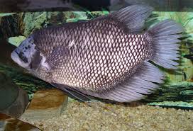 Ikan araipama adalah jenis ikan hias yang berasal dari daerah tropis amerika selatan. Gurami Wikipedia Bahasa Indonesia Ensiklopedia Bebas