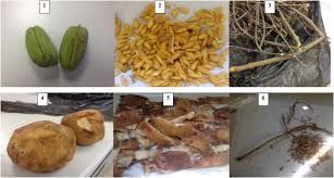 Image result for Stomatostemma monteiroae