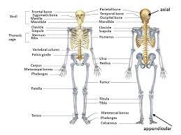 1.4 department of extranormal operations 2 powers and abilities 2.1 powers 2.2 weaknesses 3 notes 4 trivia 5. To Name All Of Our 206 Bones Ppt Video Online Download