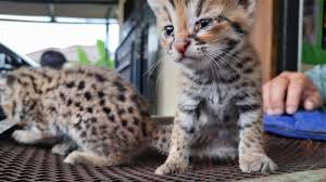 Kucing hutan ini berukuran kecil seperti kucing kampung, hal itu tentu berbeda dengan kucing. Bksda Serang Terima Dua Anak Kucing Hutan Dari Warga Lihat Lucunya Mereka Tribun Banten