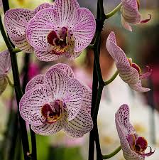 30,0 x 45,0 x 12,0 cm. Le Nostre Piante Floricoltura Vivai Michelini