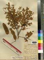 Image result for Albizia adianthifolia × gummifera