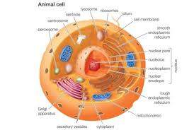 Animal Cells Are Eukaryotic Cells With A Membrane Bound Nucleus Animal Cell Animal Cells Model Animal Cell Project