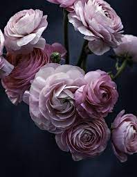 Ranunculus By Lovemissb From Flickr Flowers Pretty Flowers Purple Flowers