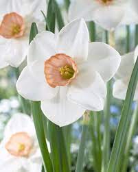 Narcissus Sophie Girl Narcissus Narcissus Flower Daffodil Flower