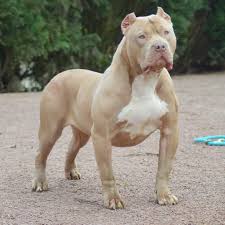 Our xl american bullies are all dna health tested, with the best guarantee in the business. American Bully Xxl Bayern
