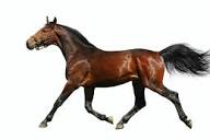 How to Build Muscle in a Horse: Part 1