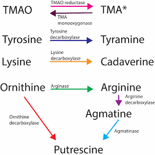 Conclusions increased resistance of urinary tract e. Malodorous Biogenic Amines In Escherichia Coli Caused Urinary Tract Infections In Women A Metabolomics Approach Scientific Reports