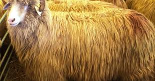 Aceasta este o listă de romane românești. Euromeat Rase Ovine ComerÈ› Cu Carne È™i Animale