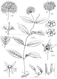 Image result for Marsdenia dregea