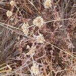 Image result for Helichrysum globosum
