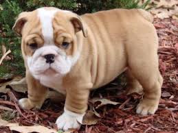 Rescuing english bulldogs in virginia. English Bulldog Puppies For Adoption Near Me The Y Guide