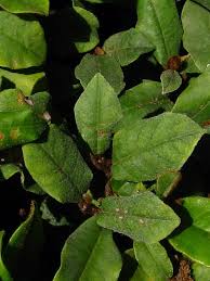 Image result for Trichocladus