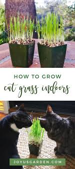 You can also grow any of those plants individually, with a few reasons to do so listed here: How To Grow Cat Grass Indoors So Easy To Do From Seed Cat Grass Fruit Garden Plans Gardening For Beginners