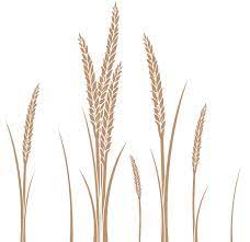 Ear Of Wheat Vector Art Free Wheat Tattoo Wheat Drawing Free Art