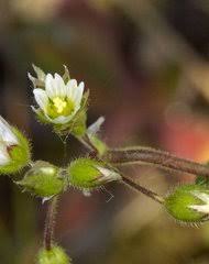 Image result for Cerastium octandrum