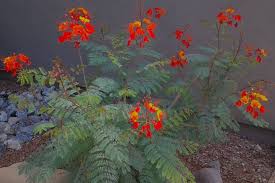 Elm landscaping has over 15 years working in the hot arizona sun. Bushes With Red Orange And Yellow Flowers In Arizona Red Bird Of Paradise Caesalpinia Pulcherrima Tjs Garden