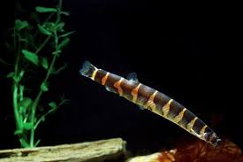 Dojo Loach Care - A Comprehensive Guide - Aquariumstoredepot