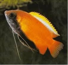 Honey Gourami With Mating Coloring Tropical Fish Tanks Aquarium Fish Cool Fish