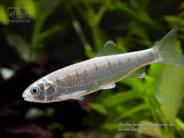1822) from uttarakhand, india, was studied using rapd markers. Barilius Bendelisis Cyprinus Bendilisis Barilius Howesi Seriously Fish