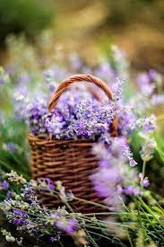 Pin By Fleur Lauren On Lilac Flower Farm Lavender Flowers Lavender Garden