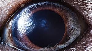 We did not find results for: Photos Stunning Images Of Animal Eyes The Weather Channel Articles From The Weather Channel Weather Com